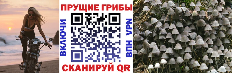 дарнет шоп  Бугульма  Галлюциногенные грибы MAGIC MUSHROOMS 